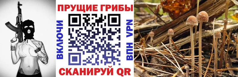 Галлюциногенные грибы MAGIC MUSHROOMS  сколько стоит  Сковородино 